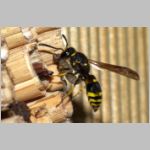 Ancistrocerus nigricornis - Lehmwespe 23b am IH beim Eintrag einer Schmetterlingslarve.jpg